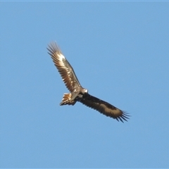 Aquila audax at Throsby, ACT - 21 Jul 2024 02:21 PM