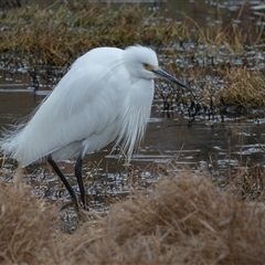 Egretta garzetta (Little Egret) at Fyshwick, ACT - 26 Sep 2024 by rawshorty