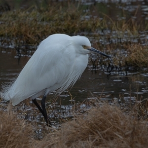 Egretta garzetta at Fyshwick, ACT - 26 Sep 2024 08:12 AM