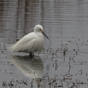 Egretta garzetta at Fyshwick, ACT - 26 Sep 2024 08:12 AM