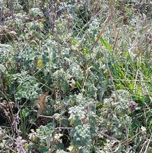 Marrubium vulgare at Hackett, ACT - 14 Sep 2024