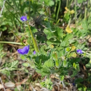 Erodium crinitum at Hackett, ACT - 14 Sep 2024 12:42 PM