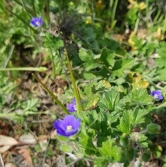 Erodium crinitum at Hackett, ACT - 14 Sep 2024 12:42 PM