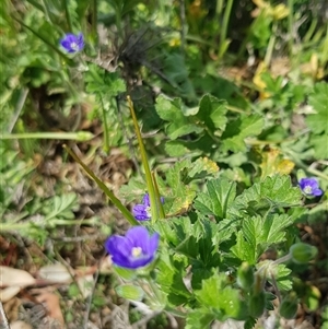 Erodium crinitum at Hackett, ACT - 14 Sep 2024 12:42 PM