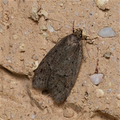 Acantholena siccella (A Concealer moth (Chezala Group)) at Harrison, ACT - 24 Sep 2024 by DPRees125