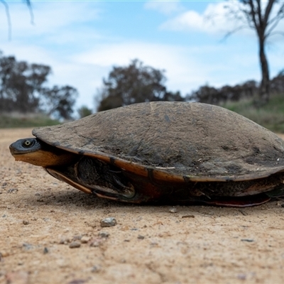 Chelodina longicollis (Eastern Long-necked Turtle) at Wallaroo, NSW - 25 Sep 2024 by Jek