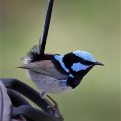 Malurus cyaneus (Superb Fairywren) at Yarralumla, ACT - 22 Aug 2024 by TimL