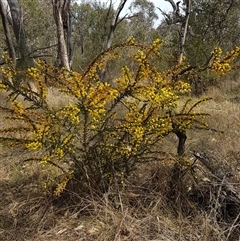 Acacia paradoxa (Kangaroo Thorn) at Hackett, ACT - 14 Sep 2024 by HappyWanderer