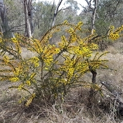 Acacia paradoxa at Hackett, ACT - 14 Sep 2024