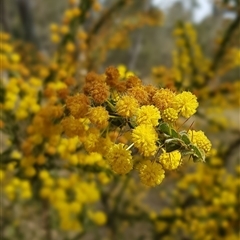 Acacia paradoxa at Hackett, ACT - 14 Sep 2024