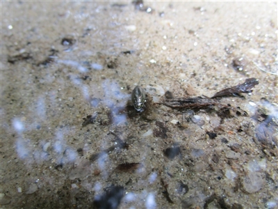 Macrogyrus (whirligig beetles) at Mossman, QLD - 6 Jan 2023 by JasonPStewartNMsnc2016