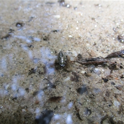 Macrogyrus (whirligig beetles) at Mossman, QLD - 6 Jan 2023 by JasonPStewartNMsnc2016