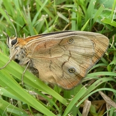 Heteronympha penelope (Shouldered Brown) at Charleys Forest, NSW - 21 Feb 2024 by arjay