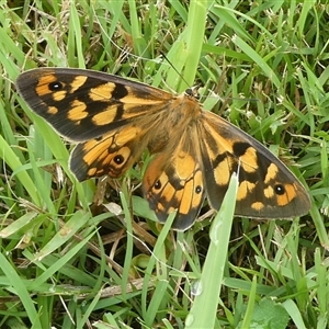 Heteronympha penelope at suppressed - 21 Feb 2024