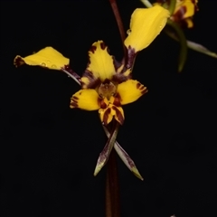 Diuris pardina (Leopard Doubletail) at Kenny, ACT - 25 Sep 2024 by BB23