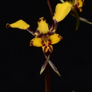 Diuris pardina at Kenny, ACT - 25 Sep 2024