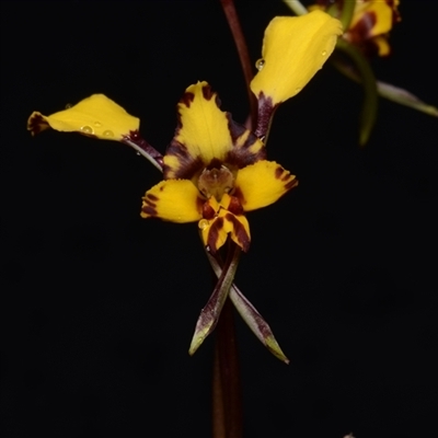 Diuris pardina (Leopard Doubletail) at Kenny, ACT - 25 Sep 2024 by BB23