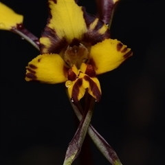 Diuris pardina at Kenny, ACT - 25 Sep 2024