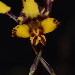 Diuris pardina at Kenny, ACT - 25 Sep 2024