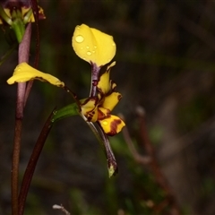 Diuris pardina at Kenny, ACT - 25 Sep 2024