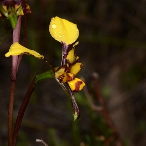 Diuris pardina at Kenny, ACT - 25 Sep 2024