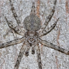 Tamopsis sp. (genus) (Two-tailed spider) at Throsby, ACT - 24 Aug 2024 by TimL