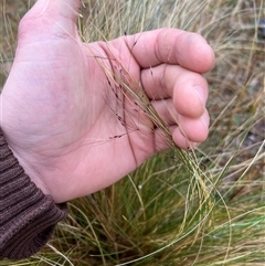 Nassella trichotoma (Serrated Tussock) at Throsby, ACT - 26 Sep 2024 by RangerRiley