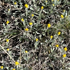 Chrysocephalum apiculatum (Common Everlasting) at Kenny, ACT - 26 Sep 2024 by RangerRiley