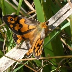 Heteronympha penelope at Charleys Forest, NSW - suppressed