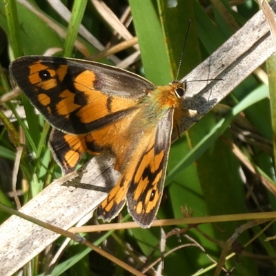 Heteronympha penelope (Shouldered Brown) at Charleys Forest, NSW - 28 Feb 2021 by arjay