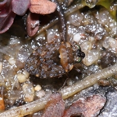 Nerthra sp. (genus) (Toad Bug) at Tharwa, ACT - 21 Aug 2024 by TimL