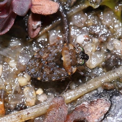 Nerthra sp. (genus) (Toad Bug) at Tharwa, ACT - 21 Aug 2024 by TimL