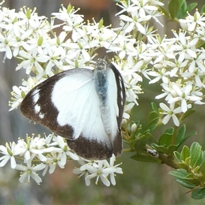 Appias paulina at Charleys Forest, NSW - suppressed