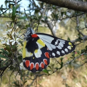 Delias aganippe at Charleys Forest, NSW - 18 Jan 2014