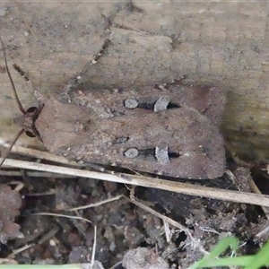 Agrotis infusa at Hall, ACT - 26 Sep 2024 03:25 PM