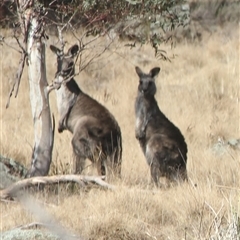 Macropus giganteus (Eastern Grey Kangaroo) at Cooma, NSW - 26 Sep 2024 by mahargiani