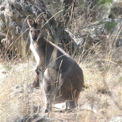 Notamacropus rufogriseus (Red-necked Wallaby) at Cooma, NSW - 26 Sep 2024 by mahargiani