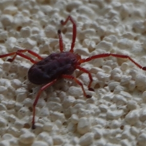 Rainbowia sp. (genus) at Hall, ACT - 26 Sep 2024 11:58 AM