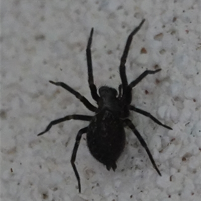 Badumna (genus) (Lattice-web spider) at Hall, ACT - 26 Sep 2024 by Anna123
