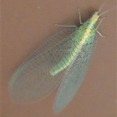 Apertochrysa edwardsi (A Green Lacewing) at Hall, ACT - 26 Sep 2024 by Anna123