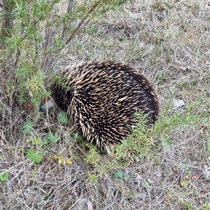 Tachyglossus aculeatus at Theodore, ACT - 26 Sep 2024