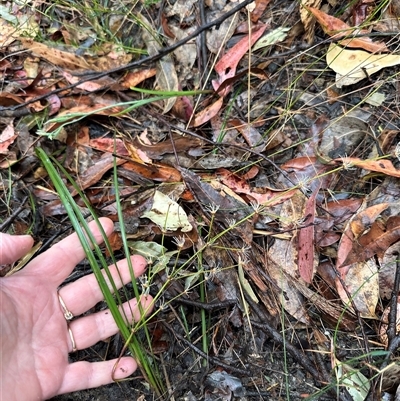 Lomandra multiflora (Many-flowered Matrush) at Woollamia, NSW - 26 Sep 2024 by lbradley