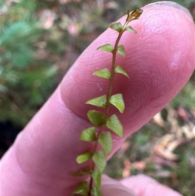 Lindsaea linearis (Screw Fern) at Woollamia, NSW - 26 Sep 2024 by lbradley