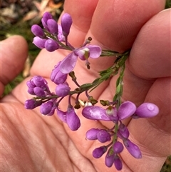 Comesperma ericinum (Heath Milkwort) at Woollamia, NSW - 26 Sep 2024 by lbradley