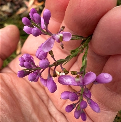 Comesperma ericinum (Heath Milkwort) at Woollamia, NSW - 26 Sep 2024 by lbradley