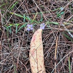 Dampiera stricta (Blue Dampiera) at Woollamia, NSW - 26 Sep 2024 by lbradley