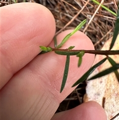 Euryomyrtus ramosissima (Rosy Baeckea) at Woollamia, NSW - 26 Sep 2024 by lbradley