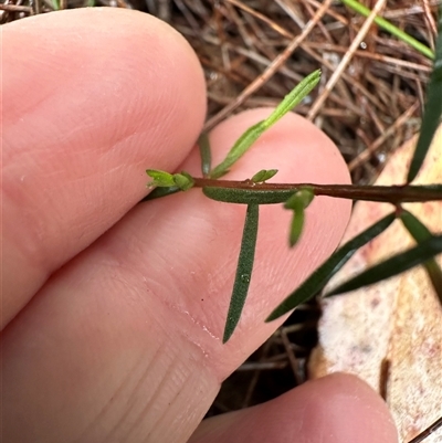 Euryomyrtus ramosissima (Rosy Baeckea) at Woollamia, NSW - 26 Sep 2024 by lbradley