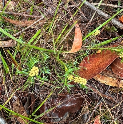 Lomandra obliqua (Twisted Matrush) at Woollamia, NSW - 26 Sep 2024 by lbradley