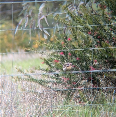 Acanthagenys rufogularis (Spiny-cheeked Honeyeater) at Gelston Park, NSW by Darcy